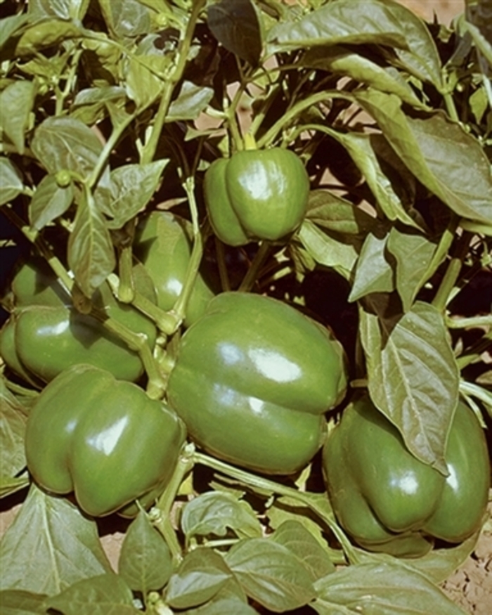 Bell Pepper - Emerald Giant from Delukes Gardencenter
