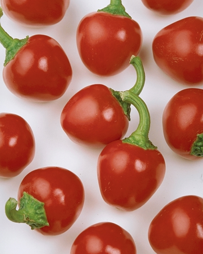 'Cherry Pick' Sweet Pepper - Capsicum annuum from Delukes Gardencenter