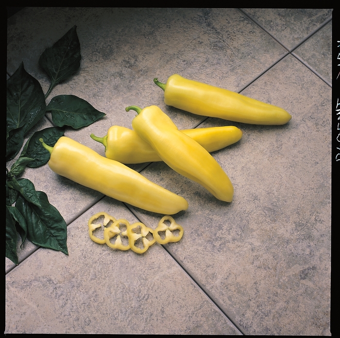 'Pageant' Sweet Pepper - Capsicum annuum from Delukes Gardencenter