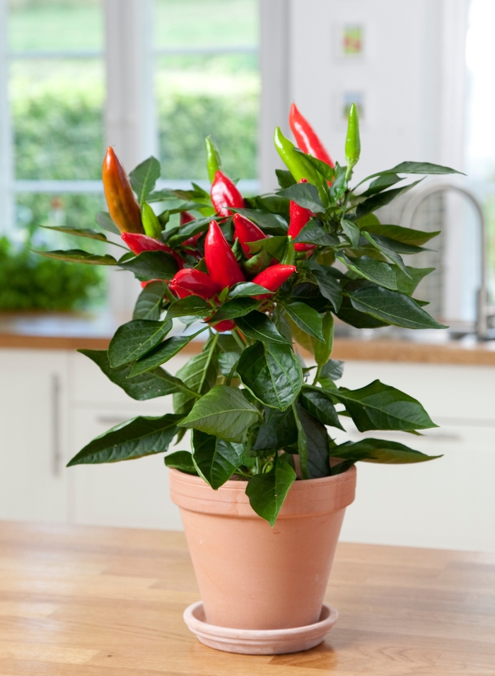 'Hot Burrito' Ornamental Pepper - Capsicum annuum from Delukes Gardencenter