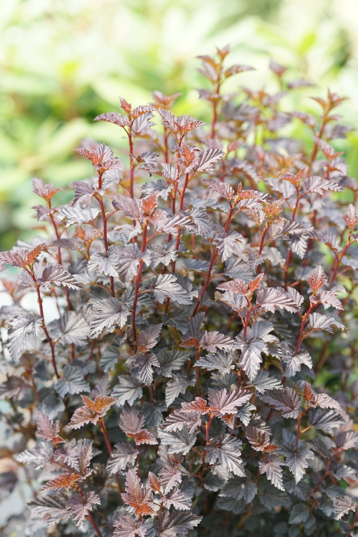 Summer Wine&reg; Black - Physocarpus opulifolius (Ninebark) from Delukes Gardencenter