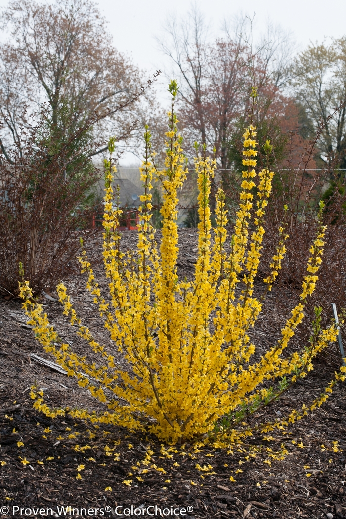 Show Off Starlet&reg; - Forsythia from Delukes Gardencenter