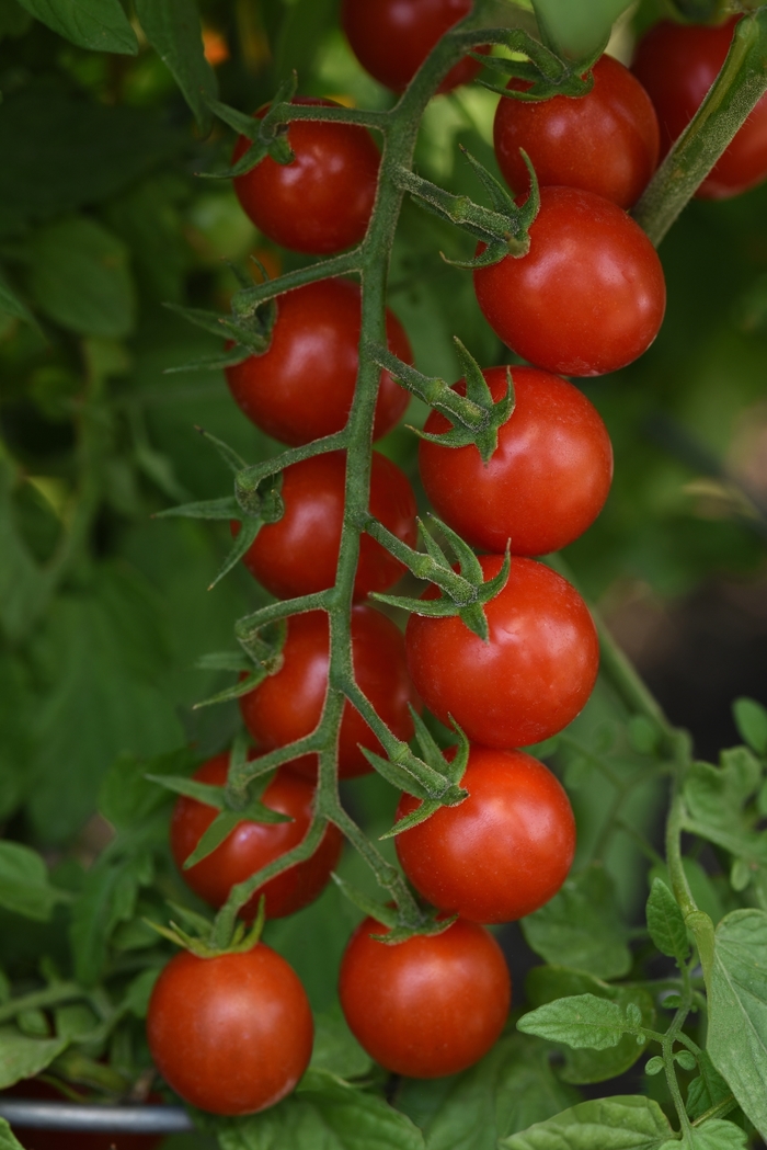 Cherry Tomato - Supersweet 100 from Delukes Gardencenter