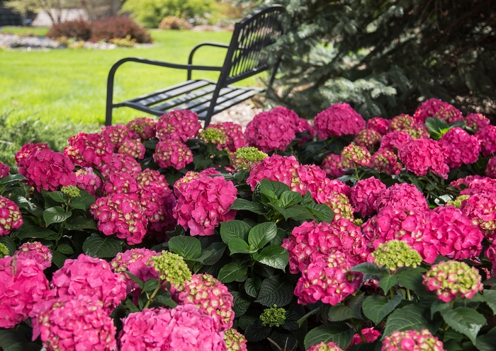 Summer Crush&reg; - Bigleaf Hydrangea from Delukes Gardencenter