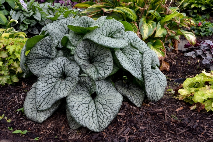 'Queen of Hearts' Heartleaf Brunnera - Brunnera macrophylla from Delukes Gardencenter