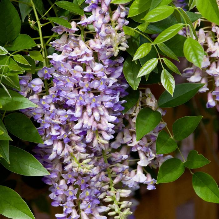 Summer Cascade&trade; - Wisteria macrostachya from Delukes Gardencenter