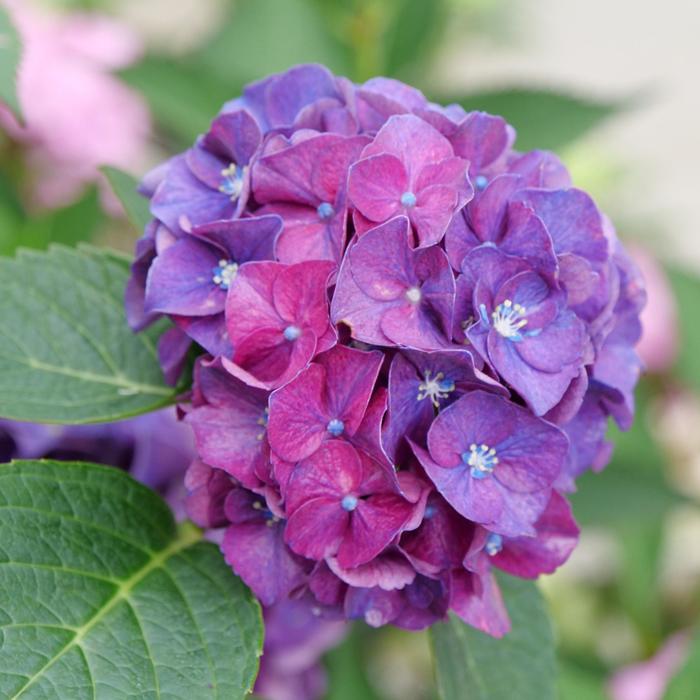 Bigleaf Hydrangea - Hydrangea macrophylla from Delukes Gardencenter