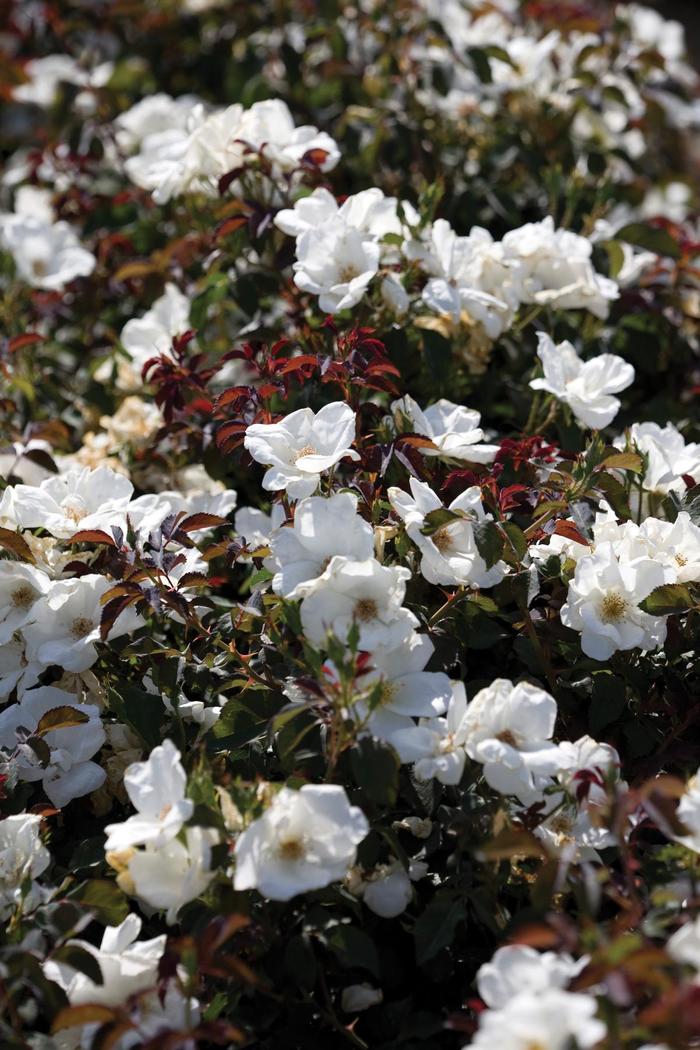 Knock Out&reg; White - Rosa (Rose) from Delukes Gardencenter