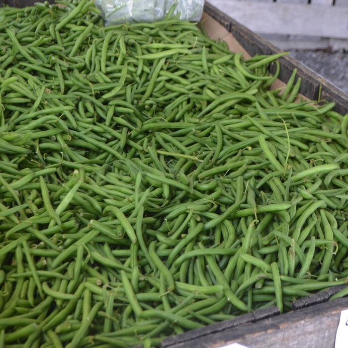 Beans, Green Bush - Phaseolus vulgaris from Delukes Gardencenter
