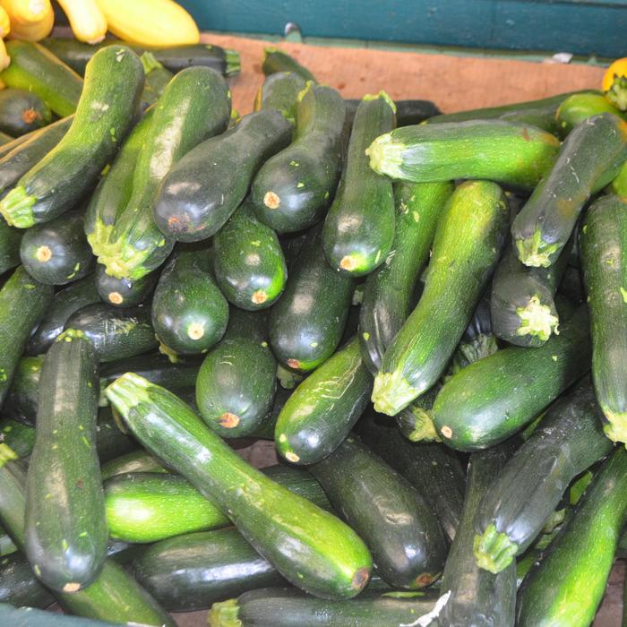 Zucchini Squash - Cucurbita pepo from Delukes Gardencenter