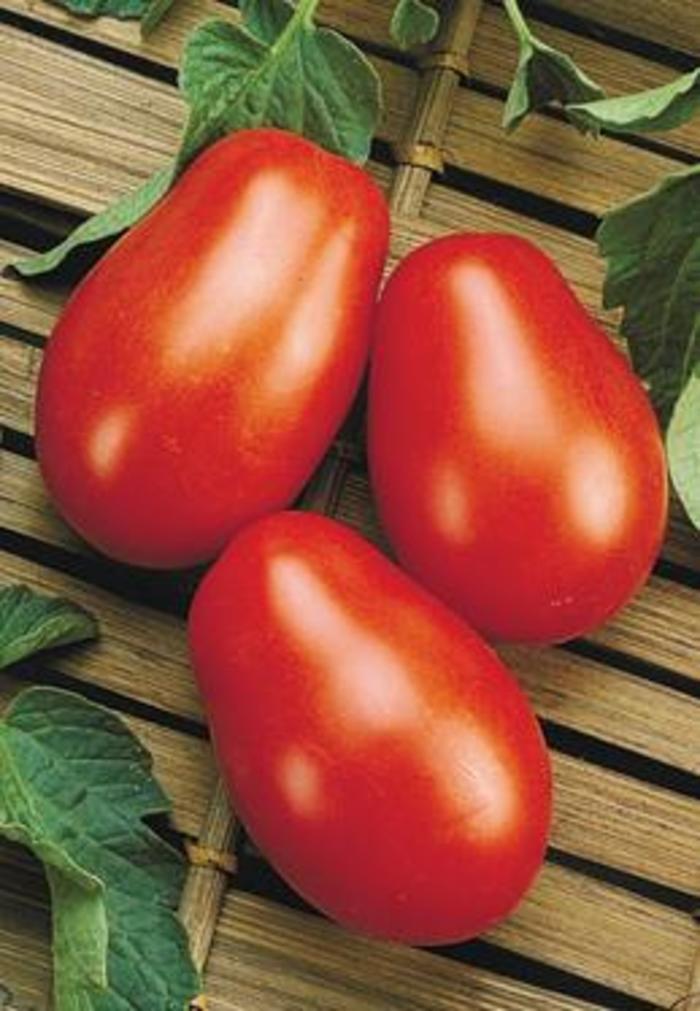'La Roma' Tomato - Lycopersicon esculentum from Delukes Gardencenter