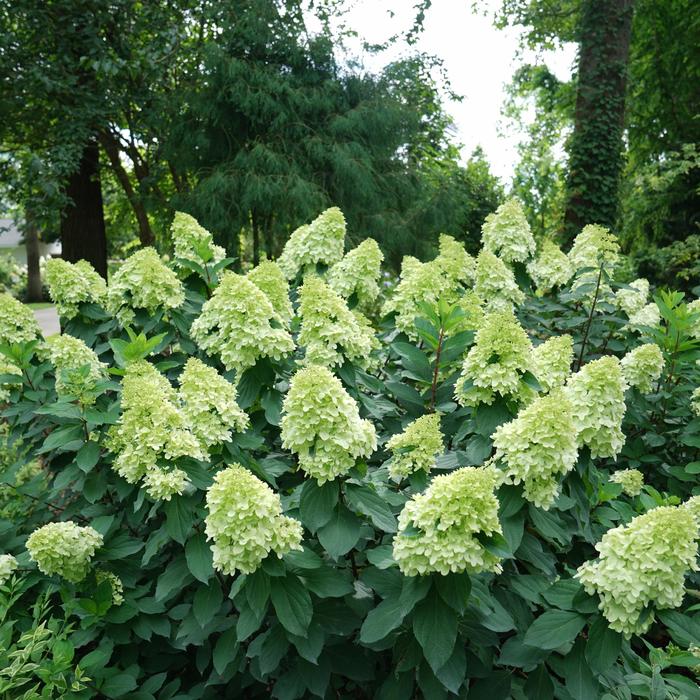 'Limelight Prime&reg;' - Hydrangea paniculata from Delukes Gardencenter