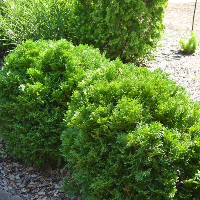 'Mr. Bowling Ball&reg;' Arborvitae - Thuja occidentalis from Delukes Gardencenter