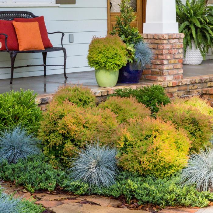 'Fire Chief&trade;' - Thuja occidentalis (Globe Arborvitae) from Delukes Gardencenter