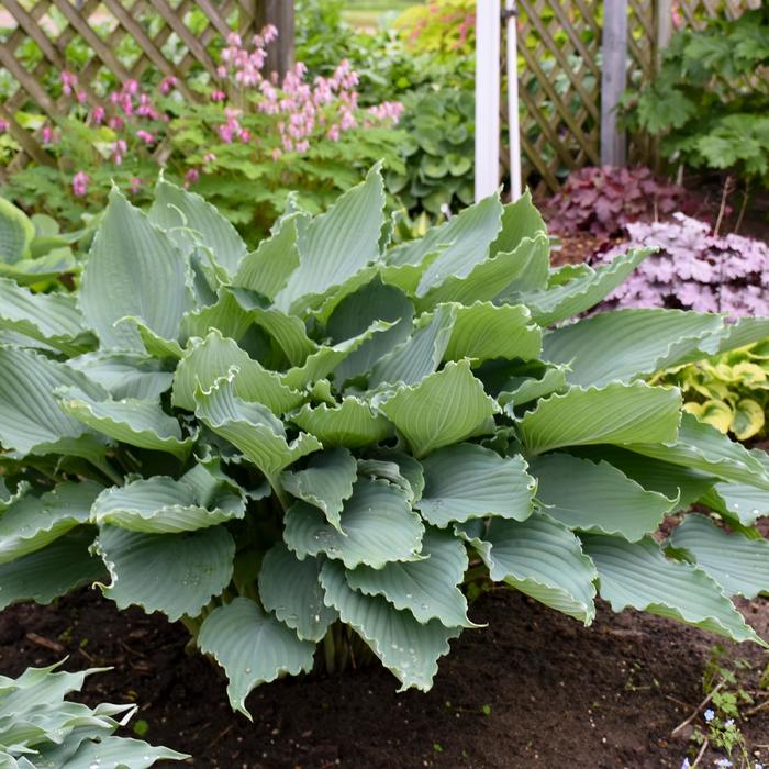 Shadowland® 'Diamond Lake' - Hosta from Delukes Gardencenter