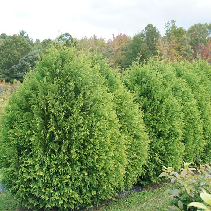 Arborvitae - Thuja occidentalis from Delukes Gardencenter