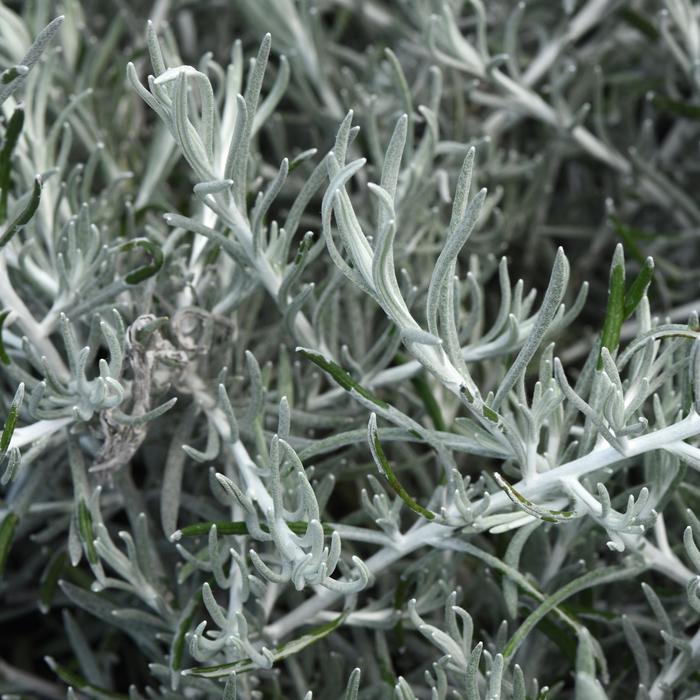 Dwarf Curry Plant - Helichrysum italicum from Delukes Gardencenter
