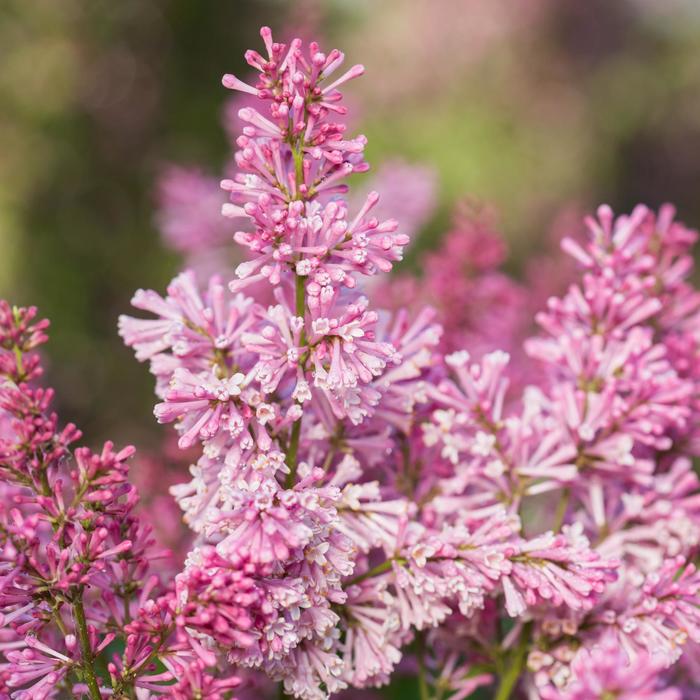Pinktini&trade; Lilac - Syringa x prestoniae from Delukes Gardencenter