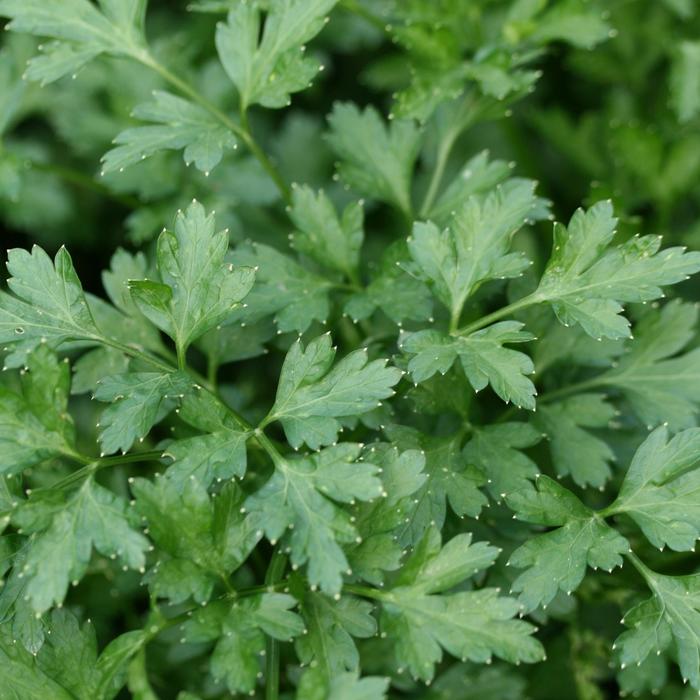 Italian Plain Parsley - Petroselinum neapolitanum from Delukes Gardencenter
