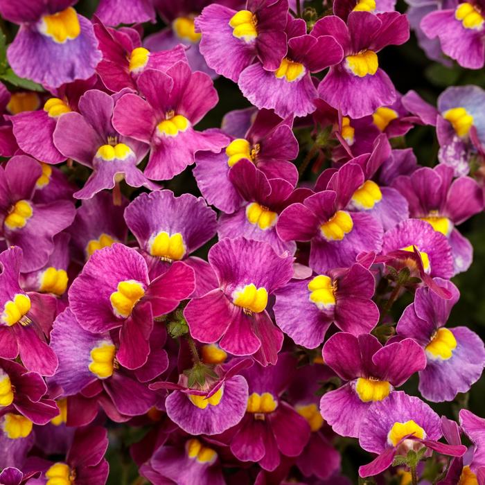 Aromance™ 'Mulberry' - Nemesia fruticans from Delukes Gardencenter
