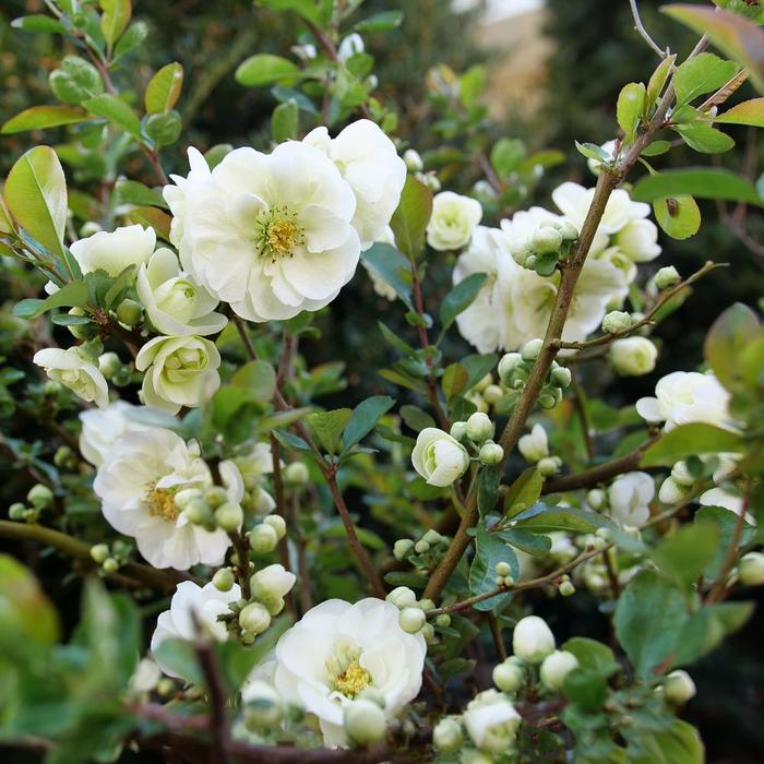 Double Take Eternal White&reg; Quince - Chaenomeles speciosa from Delukes Gardencenter