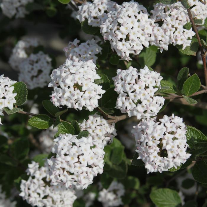 'Spice Island&trade;' Koreanspice Viburnum - Viburnum carlesii from Delukes Gardencenter