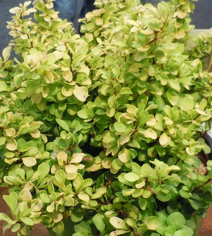 WorryFree&reg; 'Lemon Cutie&reg;' - Berberis (Barberry) from Delukes Gardencenter