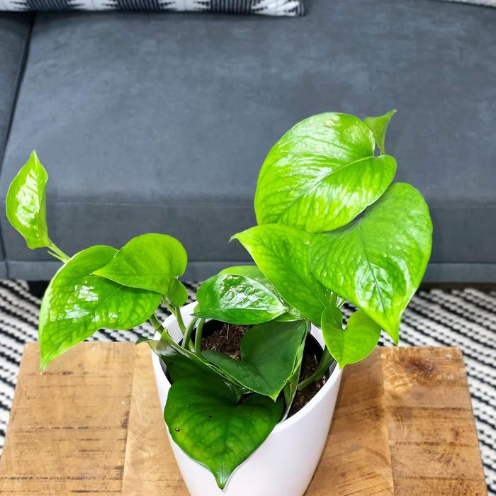 Beautifall® 'Jade' Pothos - Epipremnum aureum from Delukes Gardencenter