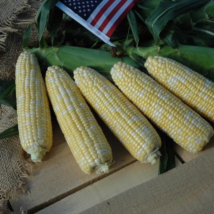 Sweet Corn - American Dream from Delukes Gardencenter