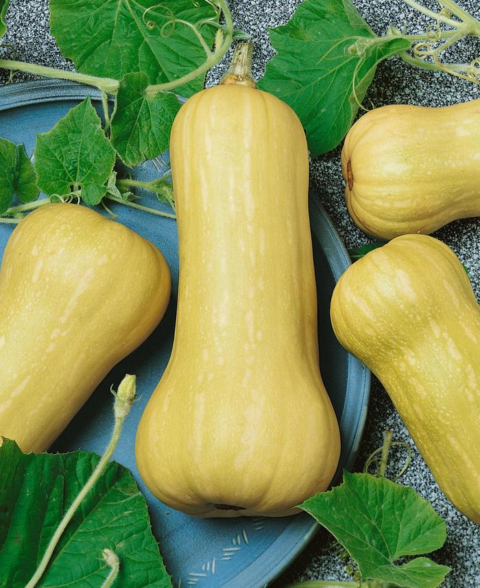 'Waltham' Butternut squash - Cucurbita moschata from Delukes Gardencenter