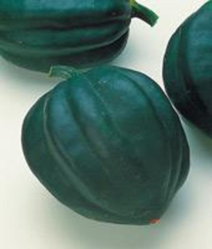 Squash - Table Ace from Delukes Gardencenter