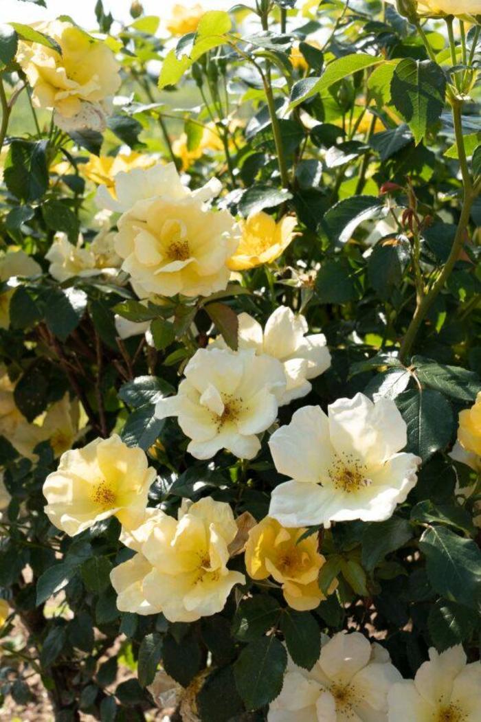 Knock Out&reg; Easy Bee-zy&trade; Rose - Rosa x from Delukes Gardencenter