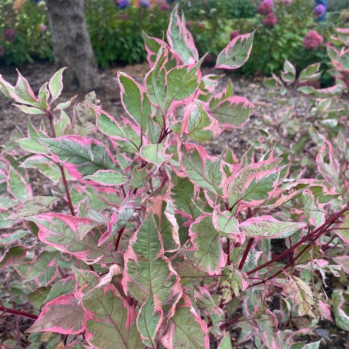 Sgt. Pepper&reg; Dogwood - Cornus alba from Delukes Gardencenter