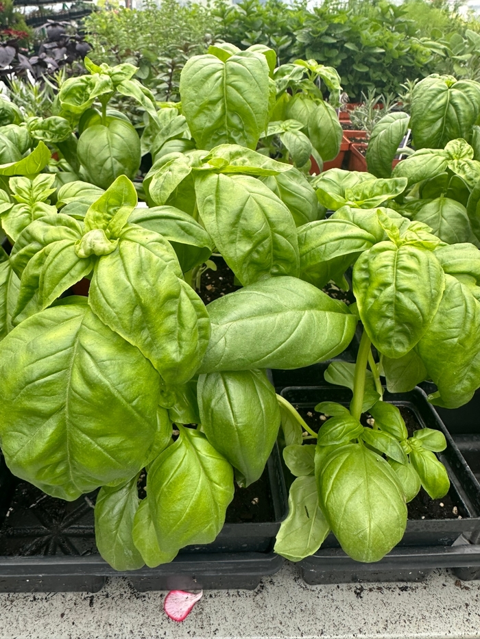 4 INCH HERBS - 4.5 INCH TERRACOTTA POT from Delukes Gardencenter