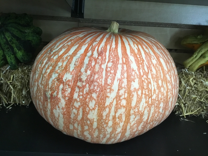 PUMPKIN - LARGE from Delukes Gardencenter