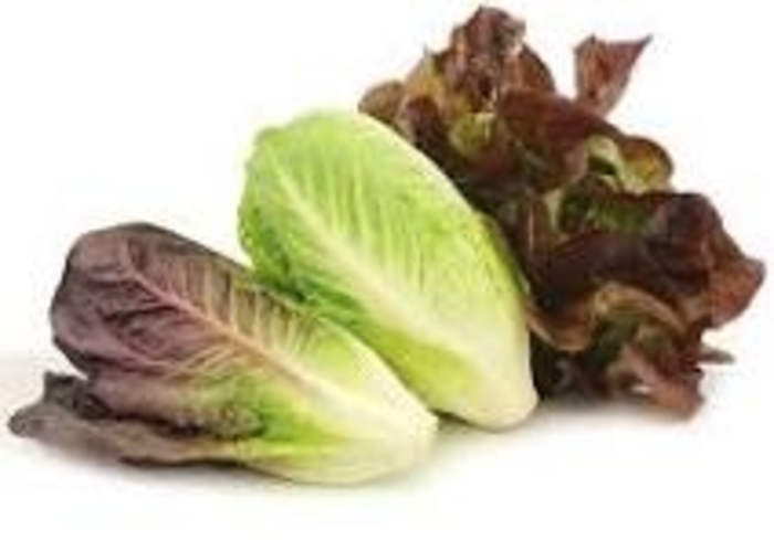 Lettuce - Romaine Mix from Delukes Gardencenter