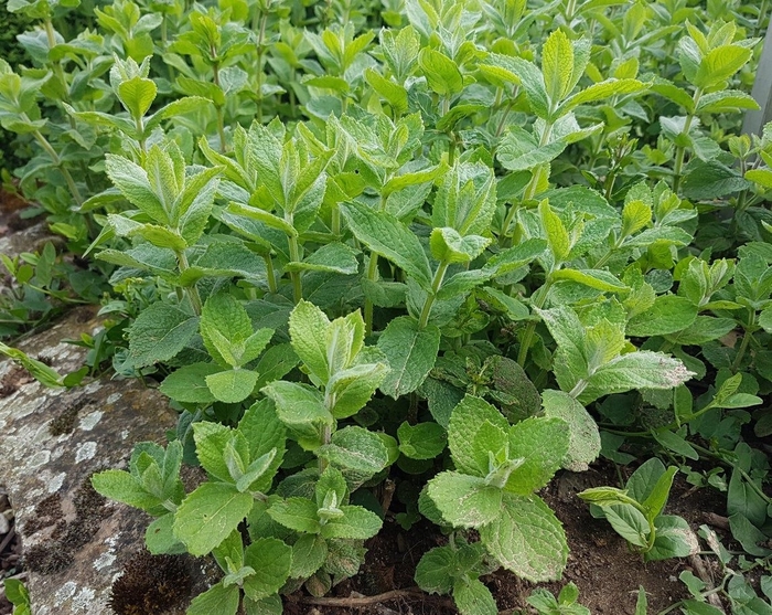 Apple Mint - Mentha suaveolens from Delukes Gardencenter