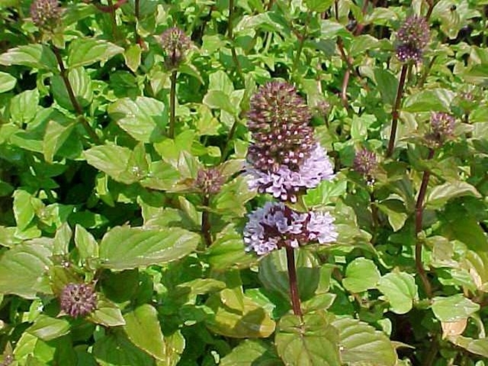 Orange Mint - Mentha citrata from Delukes Gardencenter