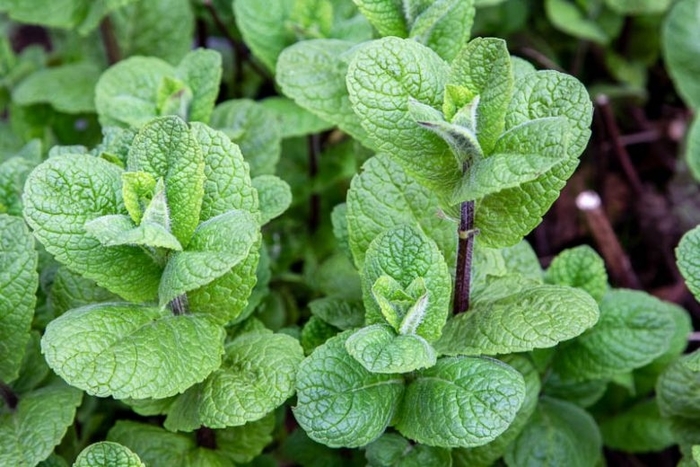 Mojito Mint - Mentha x villosa from Delukes Gardencenter