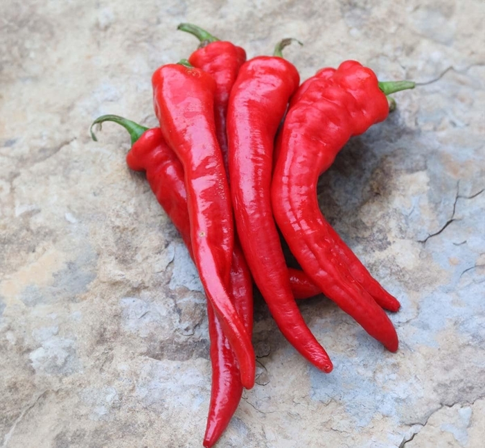 Pepper - Hot Portugal from Delukes Gardencenter