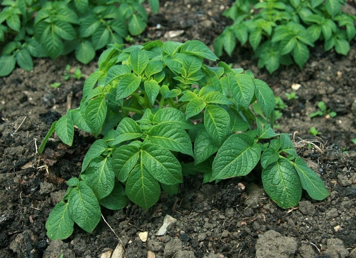 4 Inch Vegetable - Potato from Delukes Gardencenter