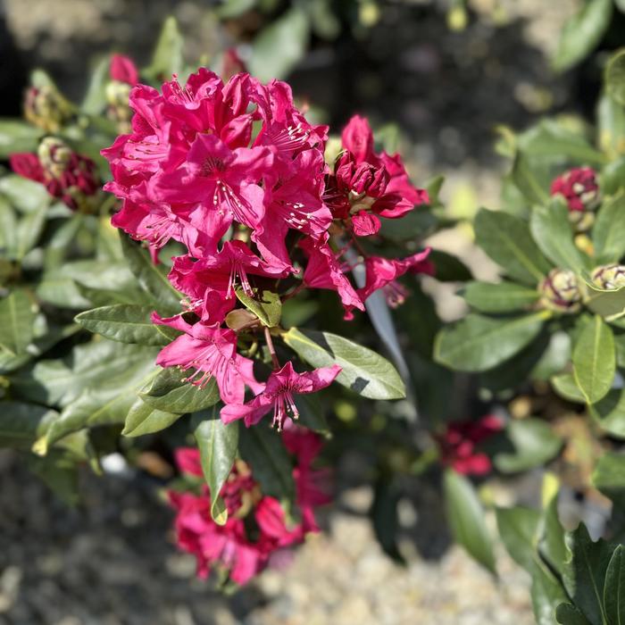 'Nova Zembla' - Rhododendron from Delukes Gardencenter