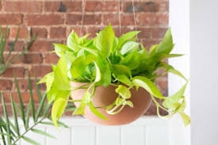 'Neon' Pothos - Epipremnum aureum from Delukes Gardencenter
