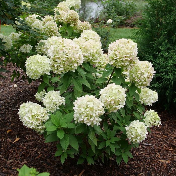 Powerball&reg; - Hydrangea paniculata from Delukes Gardencenter