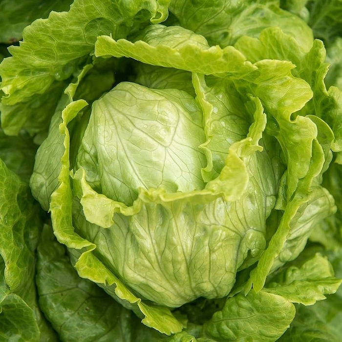 Lettuce - Iceberg Head from Delukes Gardencenter