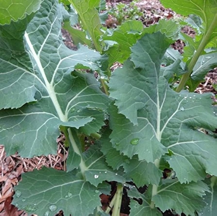 Kale - White Russian from Delukes Gardencenter