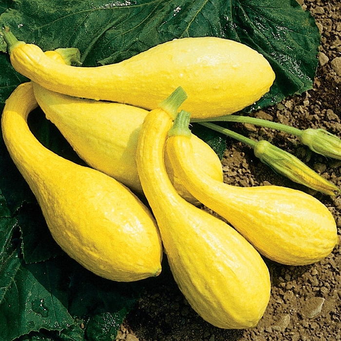 Squash - Yellow Crookneck from Delukes Gardencenter