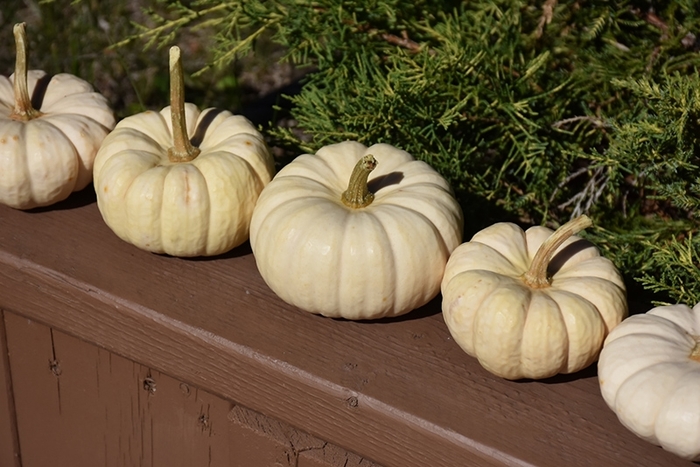 Pumpkin - Baby Boo from Delukes Gardencenter