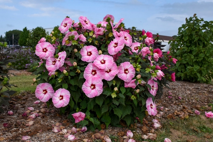 Cold Hardy Hibiscus - Various Colors from Delukes Gardencenter