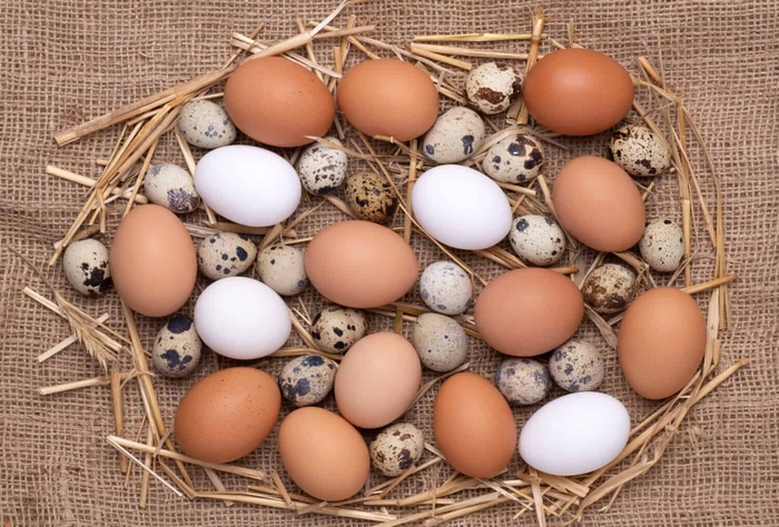Farm Fresh Eggs - Chicken and Quail from Delukes Gardencenter